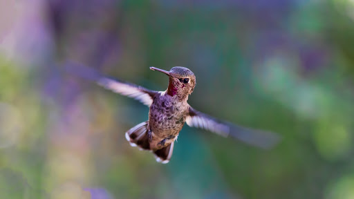 nest